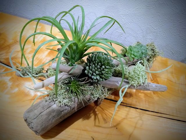 �N�v���A�Ԃ͔��΂�