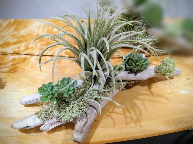 �N�v���A�Ԃ͔��΂�