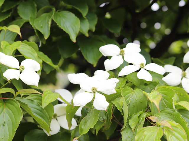 �����֐�ɍ炭�G�߂̉ԁX_���|���ف@�[�u��