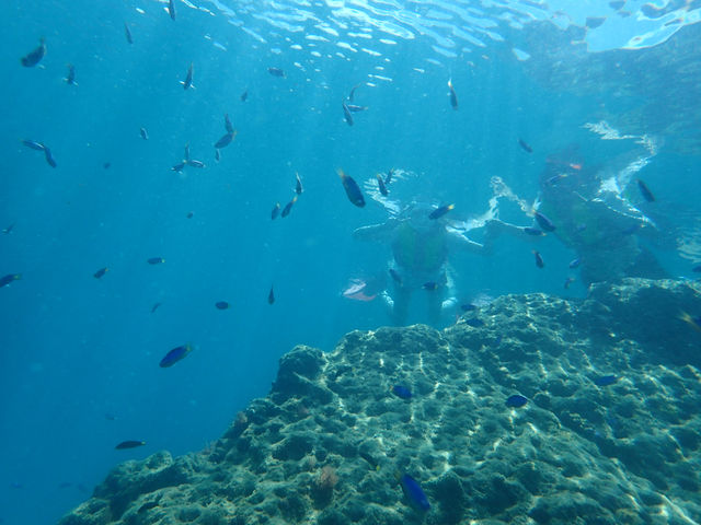 �����̌Q��̒���with a lot of tiny fishes _�����ό��U����@�}�����N���u�W���C