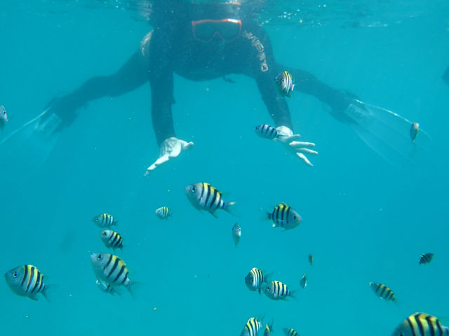 ���ƊC�������悤Feel the ocean _�����ό��U����@�}�����N���u�W���C