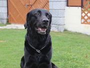 �G���X�^�C���Ί_���̎ʐ^4