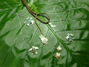 �������ȐX�̍H�[�@Uruka�̎ʐ^4