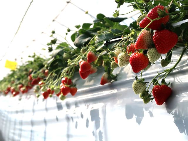 �X�t�@�[���T�[�r�X