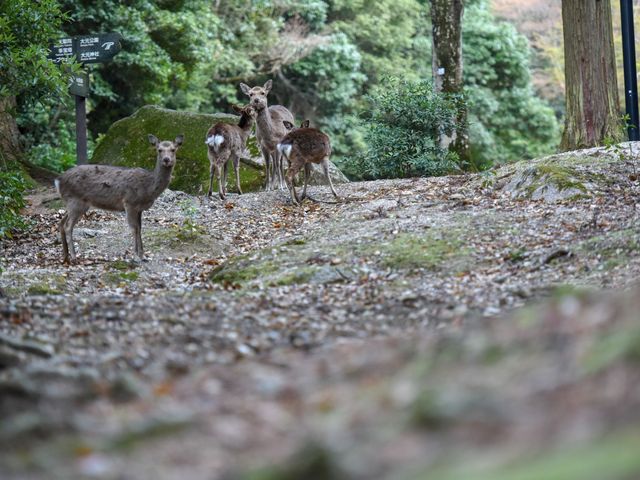 �쐶�̎�����R����܂��̂Łu�{���v�炵���i�F��������������_�����h�Ɂ@�݂₶�ܓm�̏h