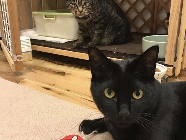 ���n�^�ی�L�J�t�F�@CAT�@HOME�@GARDEN