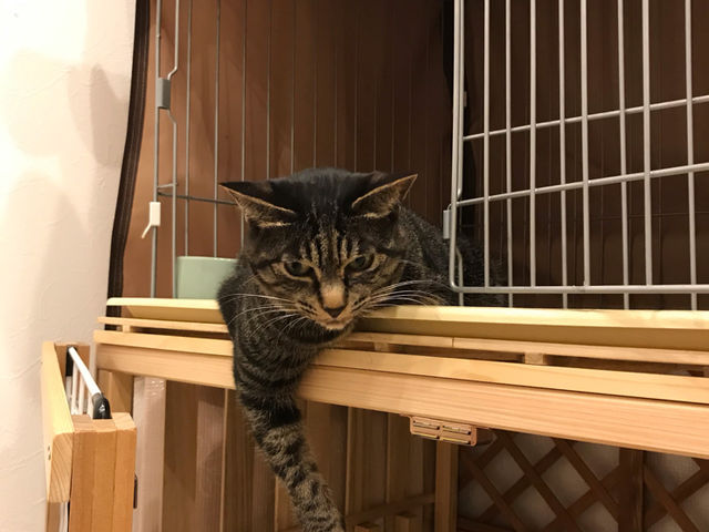 ���n�^�ی�L�J�t�F�@CAT�@HOME�@GARDEN