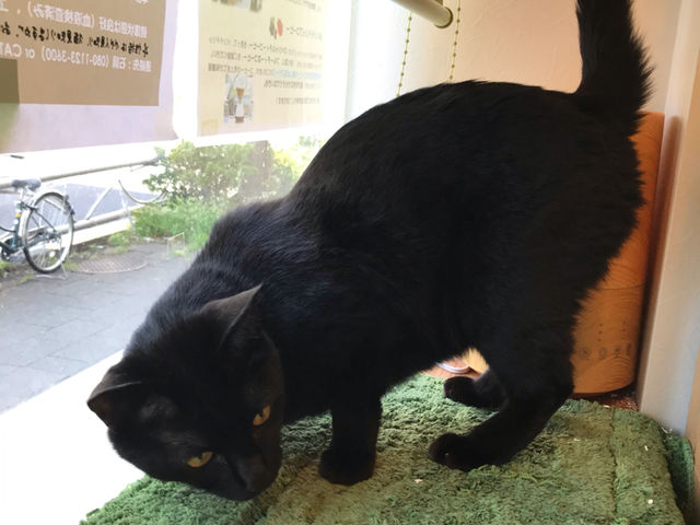 ���n�^�ی�L�J�t�F�@CAT�@HOME�@GARDEN