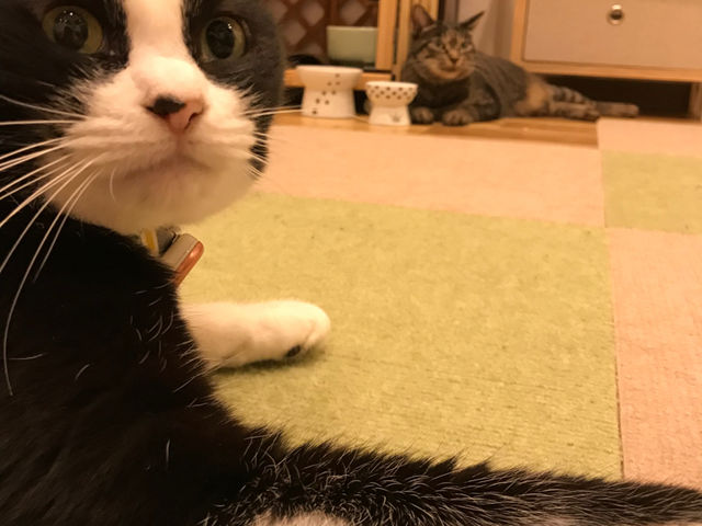 ���n�^�ی�L�J�t�F�@CAT�@HOME�@GARDEN