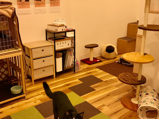 譲渡型保護猫カフェ Cat Home Garden 予約 アクセス 割引クーポン じゃらんnet