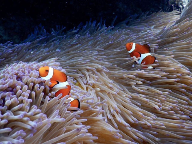 �{�Ó��@�}�����K�C�h�@���l�@-�����񂿂�-