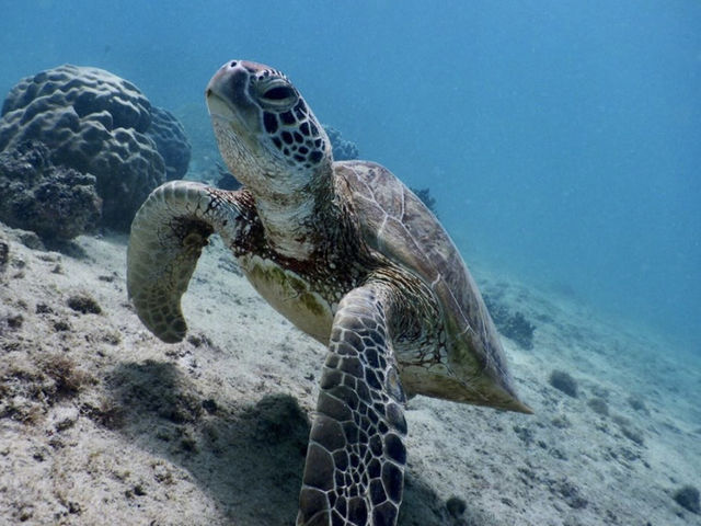 �{�Ó��@�}�����K�C�h�@���l�@-�����񂿂�-