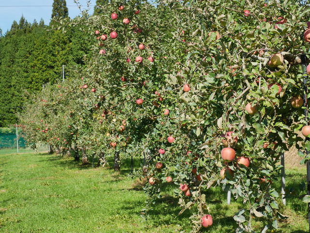 11͂񂲎BZȊÂƑu₩Ȏ_̂ӂ񂲂nł܂BՂ̂݁AẨт񂲂܂B_Ly