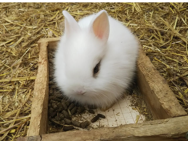 ���J���I�c�����̃~�������_�X�g���x���[�����h�}��