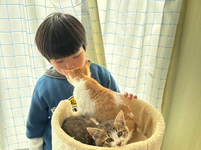 �L�J�t�F�@���Ȃ��̕���_�X�g���x���[�����h�}��