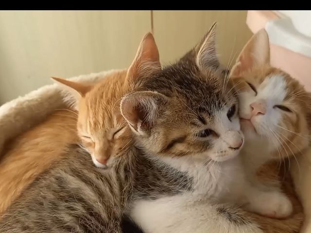 ���Ȃ��@�ށ[���@���߂�_�X�g���x���[�����h�}��