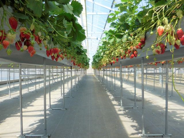 �w���i�͍����͔|���ł��B���S�̂�����Ȃ��p���ł����������I�т��������܂��B_�w���i�E�X�g���x���[�����h