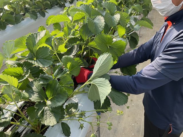 PR�y�w���i���ۃ��B���z�ƃR���{��/�������_�Ƃ̓����̌��ł���h���v�������������܂��B���������Ȃ��I_�w���i�E�X�g���x���[�����h