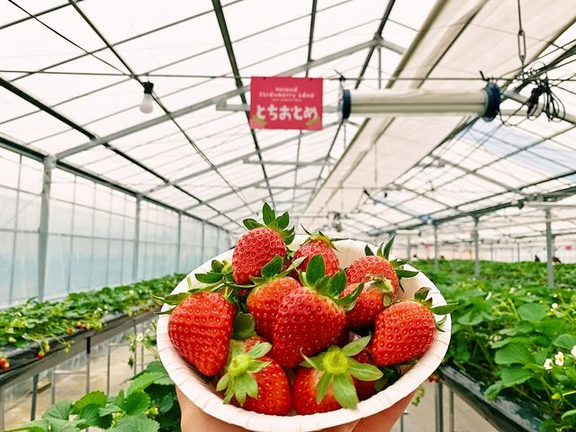 PR�y�w���i���ۃ��B���z�ƃR���{��/���������ƌ��肢�����s�����̒��H���y���߂܂��I���B���܂ł��₢���킹���B_�w���i�E�X�g���x���[�����h