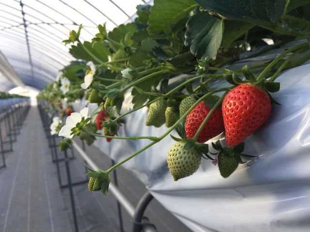 ���ݍ͔|���̗p���Ă���̂ō����ʒu�ł�����肪�ł��܂��B_䕉������݁iICHIGOYA TAKUMI�j