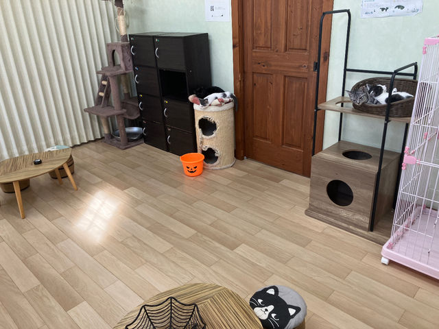 �X������(�q�L�����邱�Ƃ������ł�_�ی�L�J�t�Ftormenta