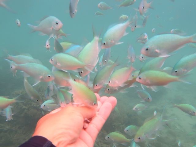 ���̉a���̌�_Okinawan sup