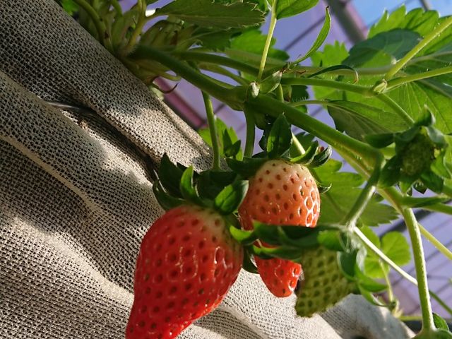 ���c�_��