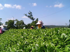 山城紅茶　Cafe CHA-ENの写真1