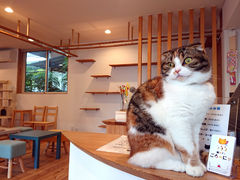 猫カフェ　ごろーにゃの写真1