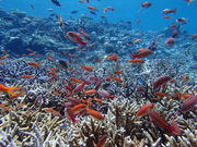 Marine Shop rW̎ʐ^4