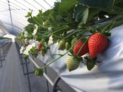 䕉݁iICHIGOYA TAKUMIj̎ʐ^2