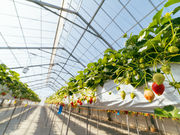 䕉݁iICHIGOYA TAKUMIj̎ʐ^4