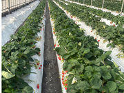 �J�S���}���V�F���������_���̎ʐ^3