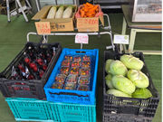 �J�S���}���V�F���������_���̎ʐ^4