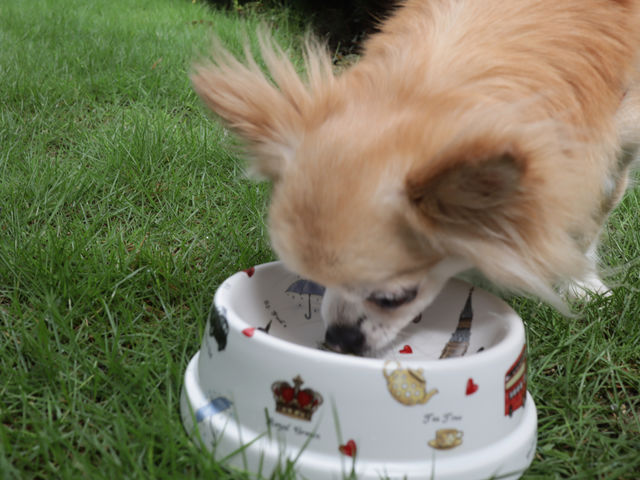 �A�g���G UNO AL MONDO