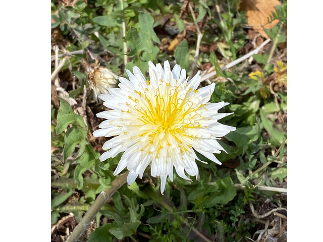 ���b�L�[�����h