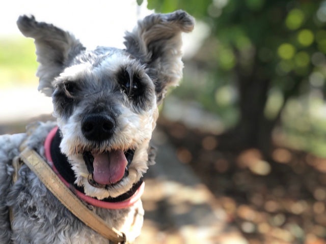 ���b�L�[�����h