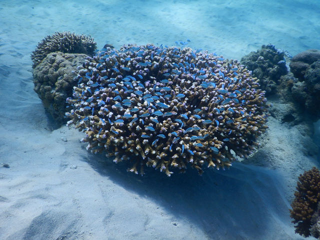 �f���܂�&�C�V�� with DiO