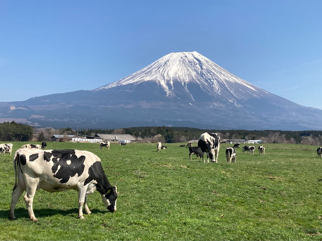 �}�E���e���o�C�N(e-bike)�c�A�[_�L���E����