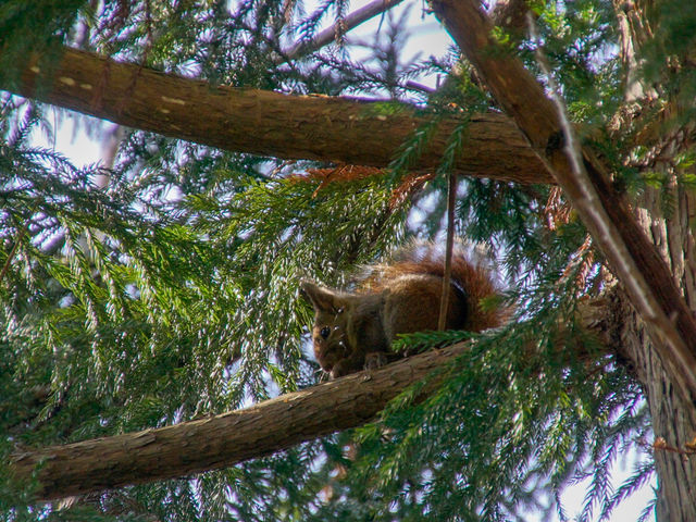 ���X����I�悭�������܂����B�e�̃^�C�~���O������ł���[_�L���E����