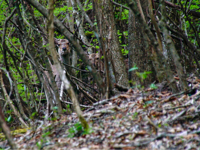 �V�J����c�킩�邩�ȁH_�L���E����