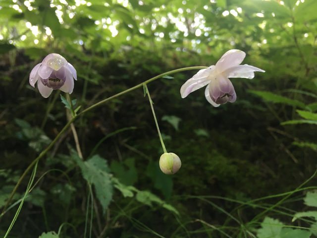 �o�R���ɍ炭���Ԃ���؁A�����Ȃǂ̂��b�����y�����K�C�h���Ă��܂��I_�L���E����