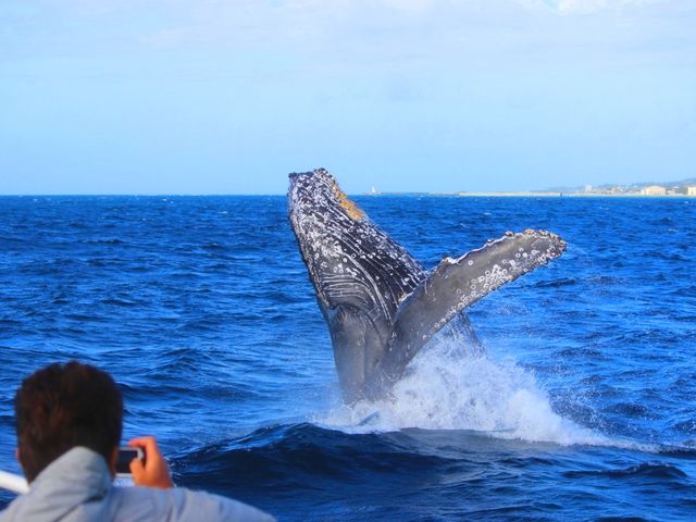 ���D�������S�z�ȕ��ɃI�X�X���̗h��ɋ����D�ōs�����l�����z�G�[���E�H�b�`���O�I_SeaWorld�k���X