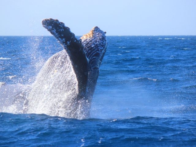 ���D�������S�z�ȕ��ɃI�X�X���̗h��ɋ����D�ōs�����l�����z�G�[���E�H�b�`���O�I_SeaWorld�k���X