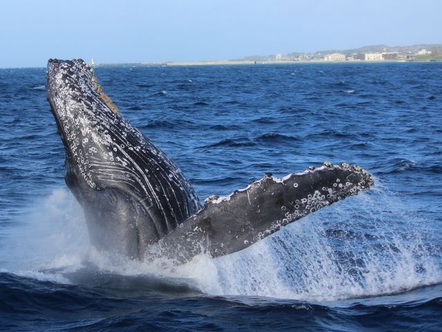 ���D�������S�z�ȕ��ɃI�X�X���̗h��ɋ����D�ōs�����l�����z�G�[���E�H�b�`���O�I_SeaWorld�k���X