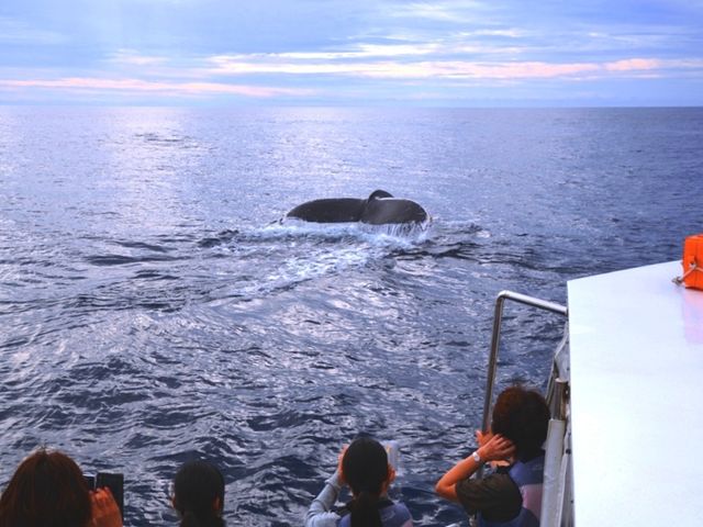 ���D�������S�z�ȕ��ɃI�X�X���̗h��ɋ����D�ōs�����l�����z�G�[���E�H�b�`���O�I_SeaWorld�k���X