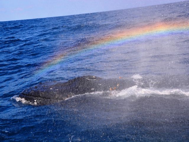 ���D�������S�z�ȕ��ɃI�X�X���̗h��ɋ����D�ōs�����l�����z�G�[���E�H�b�`���O�I_SeaWorld�k���X