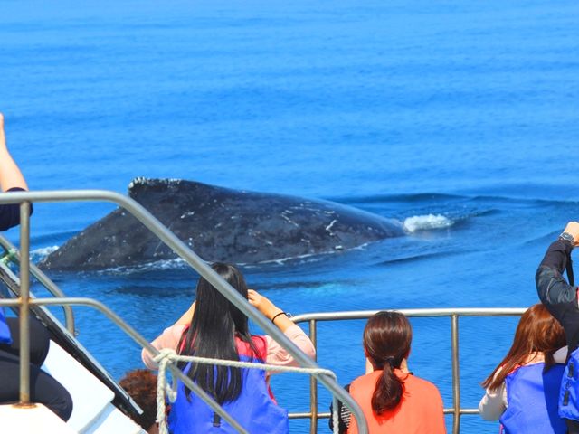 ���D�������S�z�ȕ��ɃI�X�X���̗h��ɋ����D�ōs�����l�����z�G�[���E�H�b�`���O�I_SeaWorld�k���X