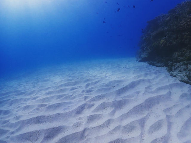 �S�����`���b�v_Marine Shop Twins