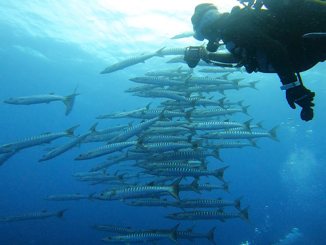 �㋉�҂̕��ɂ̓h���t�g�ŋ��e���Z���[�ꏊ�ɂ��ē������Ⴂ�܂��B_OG DIVE SERVICE